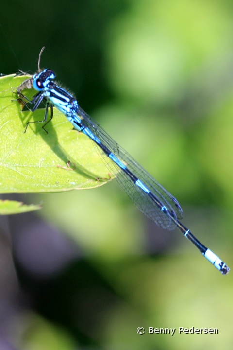 Flagermus-Vandnymfe IMG_5849.jpg - Flagermus-Vandnymfe (Coenagrion pulchellum)